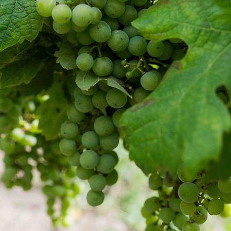 Clos De La Barbanne Montagne  Ngoại thất bức ảnh