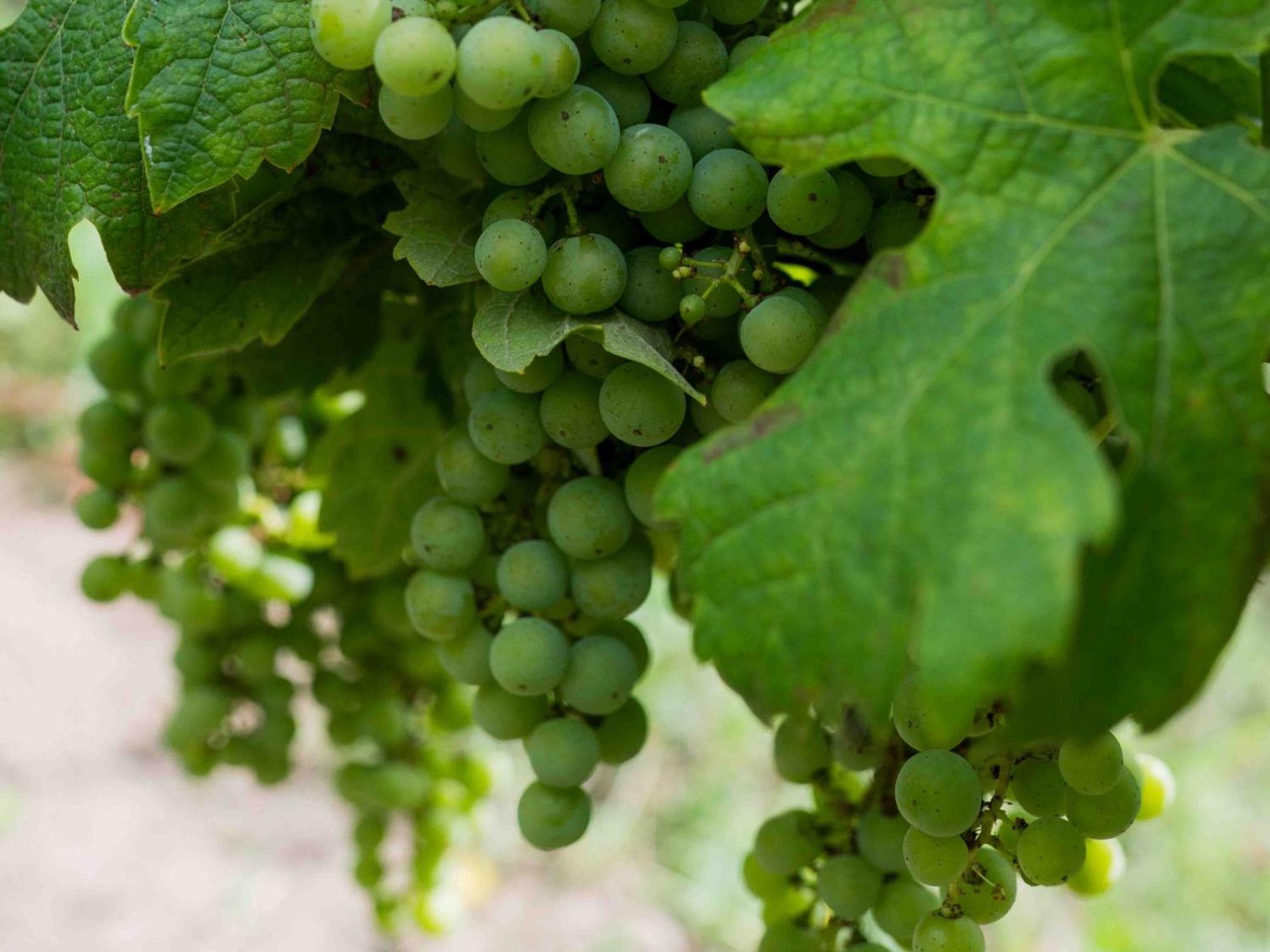 Clos De La Barbanne Montagne  Ngoại thất bức ảnh